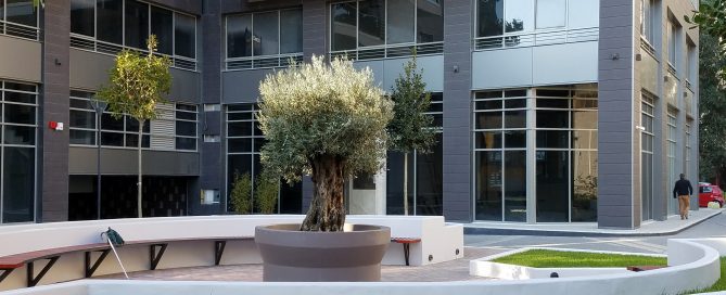 Olive tree at entrance